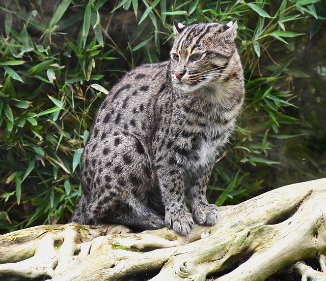 Free Water Cat Watercat photo and picture
