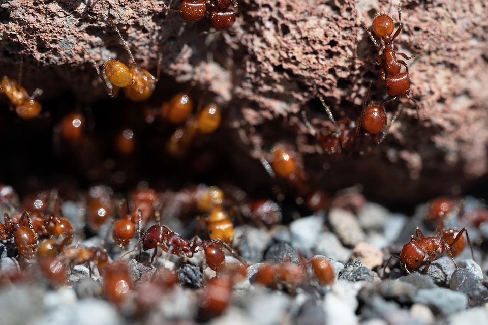 Insects That Move Rocks Ants Insects Rocks - Free photo on Pixabay - Pixabay