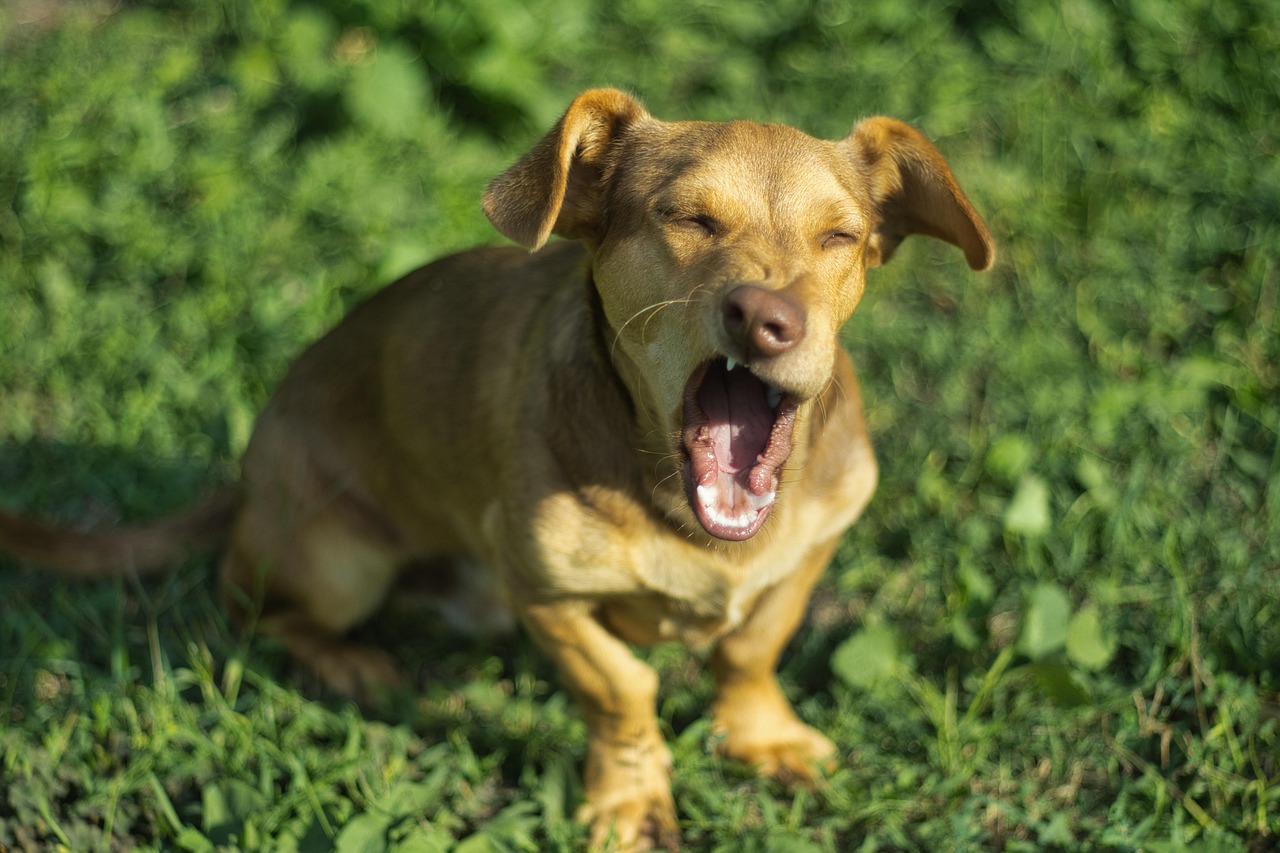 Cachorro Bocejar Animal - Foto gratuita no Pixabay - Pixabay