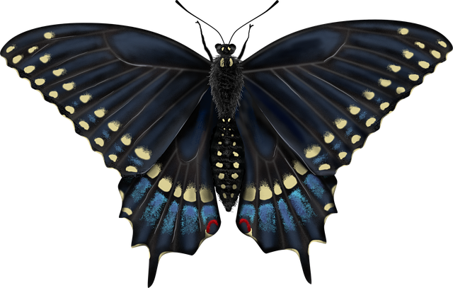 Download free HD stock image of Butterfly Insect Free butterfly insect entomology illustration