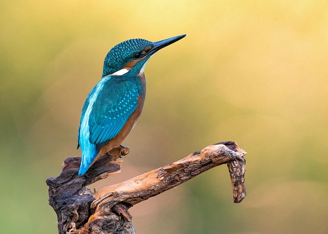 Free Bird Kingfisher photo and picture