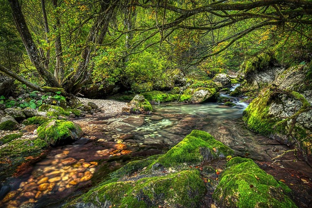 Free Nature Wilderness photo and picture
