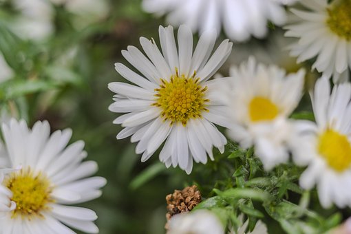 Free Flower Chamomile photo and picture