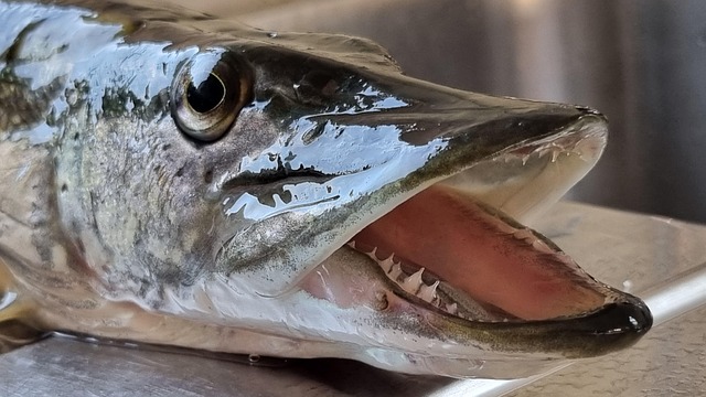 Free Pike Fishing photo and picture