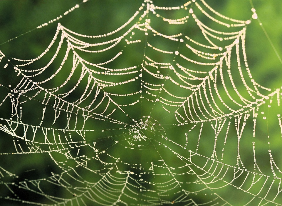 Spider Web Insect Nature Lake - Free photo on Pixabay