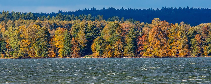 Free Autumn Foliage photo and picture