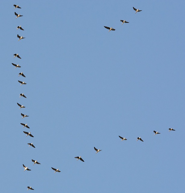 Free Goose Birds photo and picture