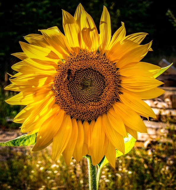Free Sunflower Flower photo and picture