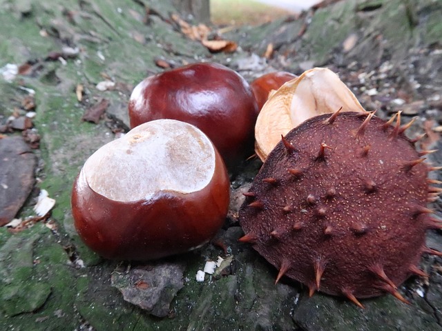 Free Chestnut Conker photo and picture