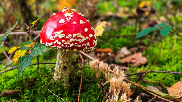 Free Toadstool Mycology photo and picture