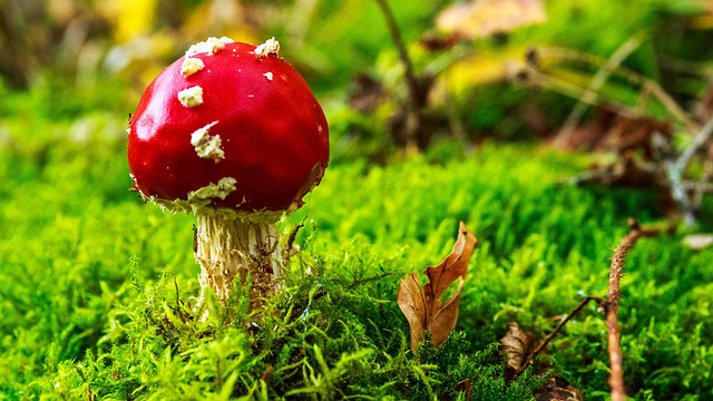 Free Toadstool Mushroom photo and picture