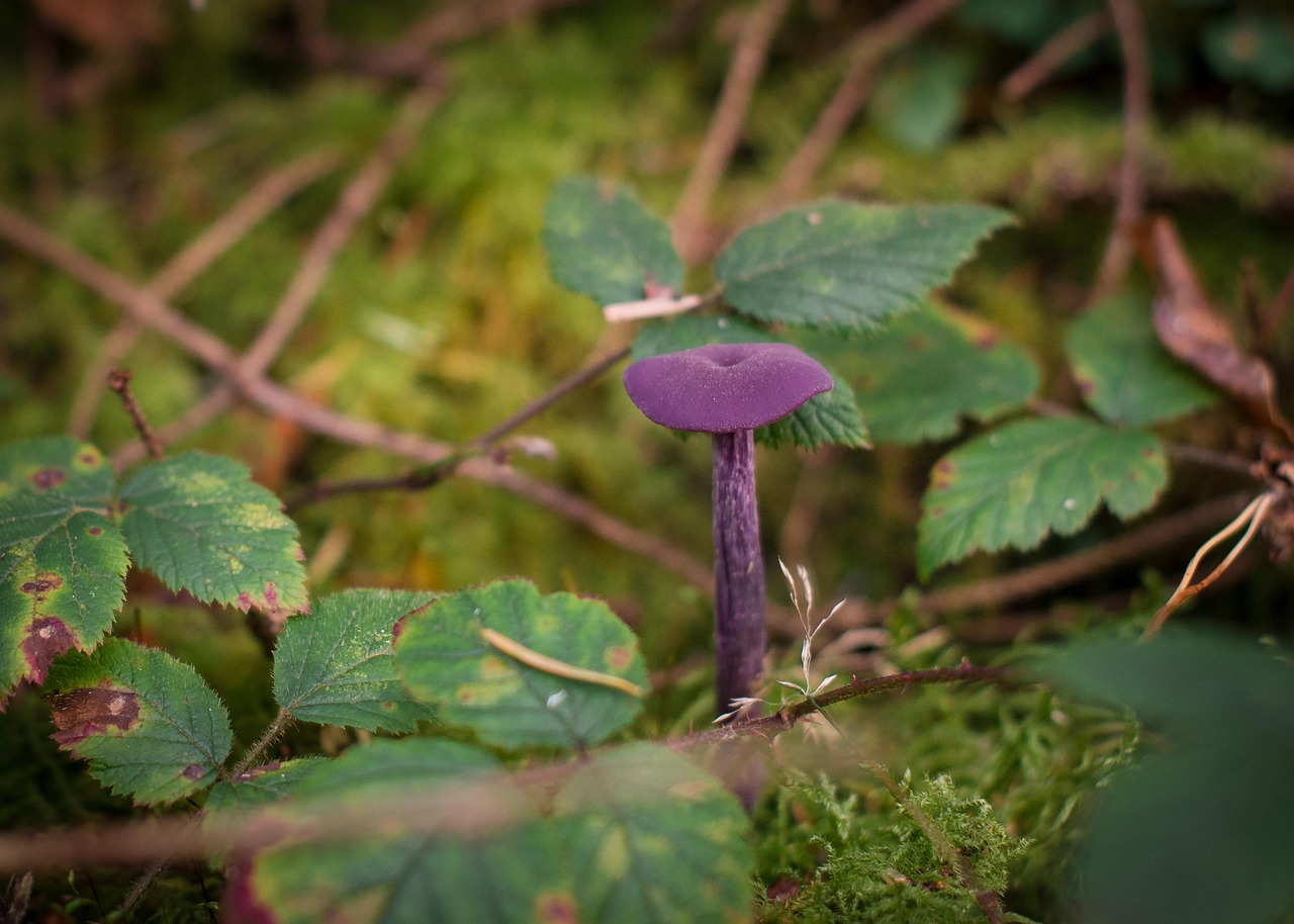 Free Mushroom Nature photo and picture