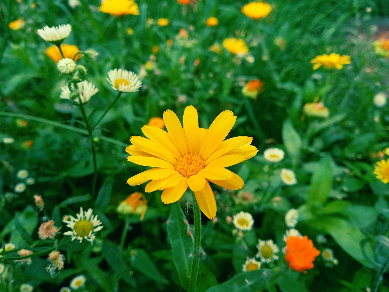 Sitemapcdatahttpkniqoocomplante A Fleurs Jaunes 6 Lettresnull