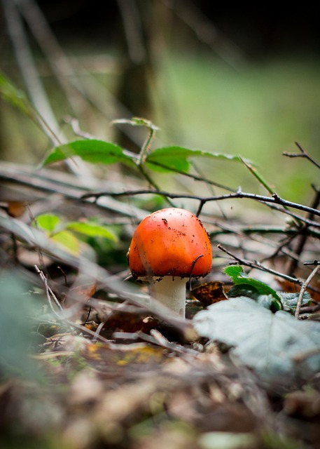 Free Toadstool Mushroom photo and picture