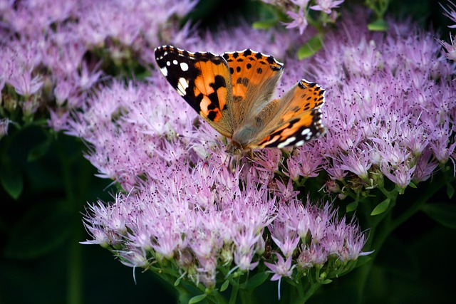 Free Butterfly Close Up photo and picture