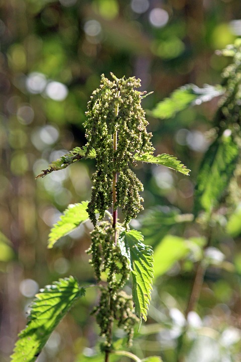 Uriga Urtiga Flor Plantar - Foto gratuita no Pixabay - Pixabay
