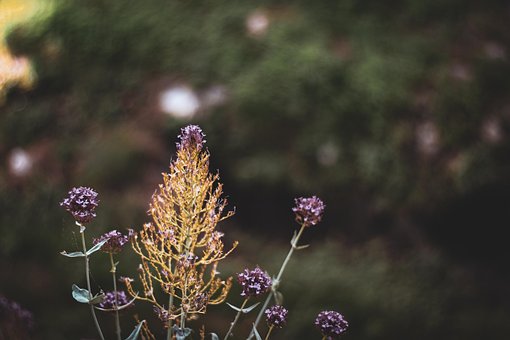 Flori, Natură, Primăvară, Gradina, Flora