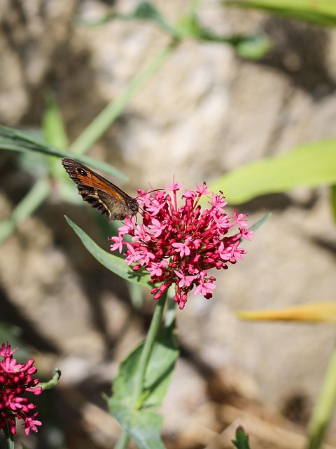 Fluture, Insectă, Natură, Floare