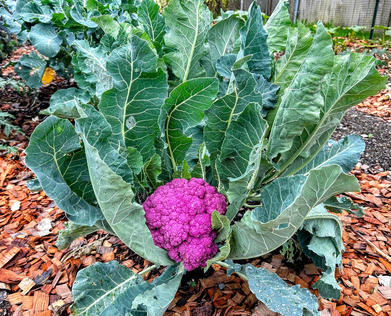 Purple Cabbage Garden Free photo on Pixabay Pixabay