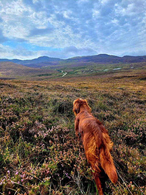 Free Red Setter Donegal photo and picture
