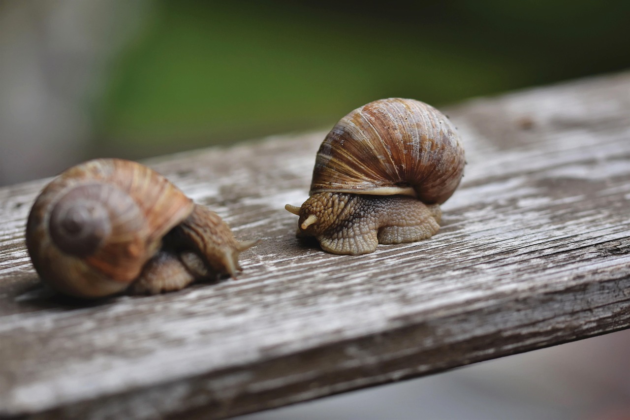 Free Snail Sleeve photo and picture