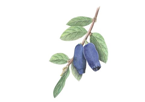 Free Siberian Blueberry Blueberry photo and picture