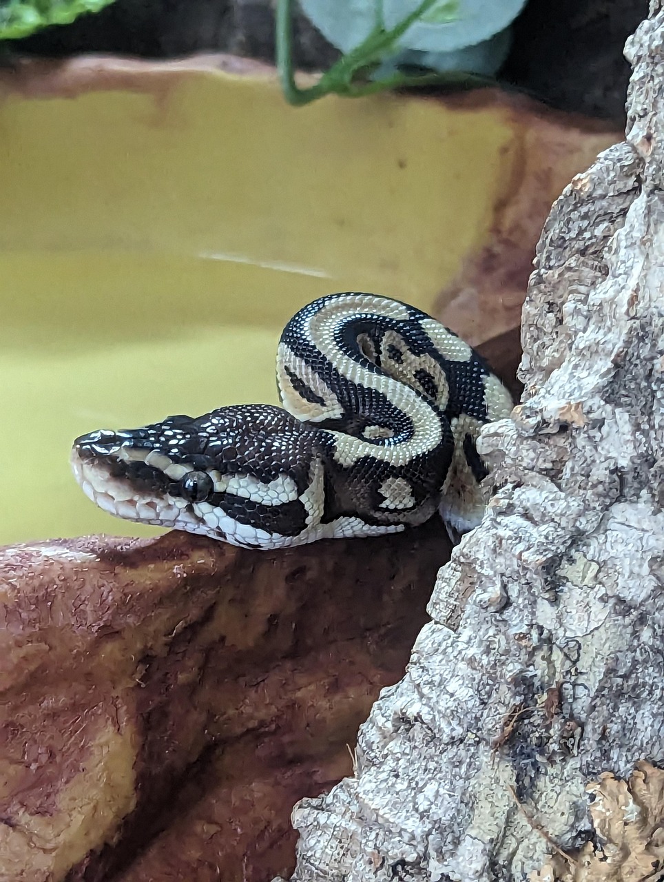 Snake Python Scales - Free photo on Pixabay - Pixabay