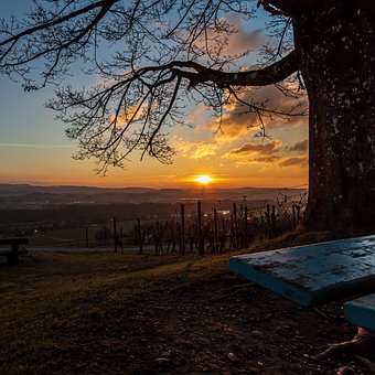 Sonnenuntergang, Schweiz, Baum