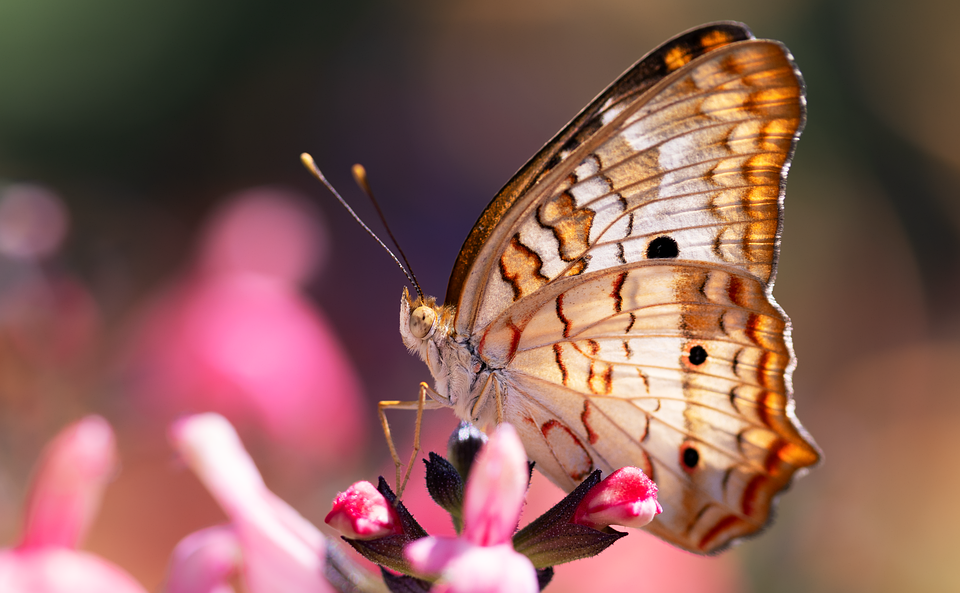 A butterfly collector in Africa with more than 4.2 million seeks to share them for the future - News Directory 3
