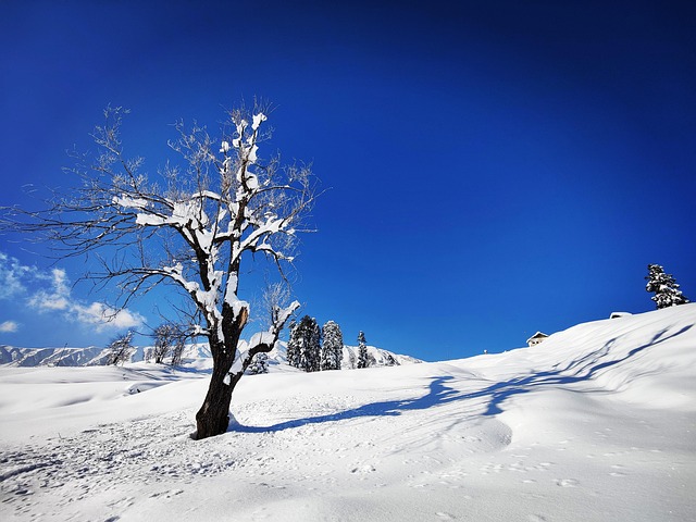 Free Travel Kashmir photo and picture