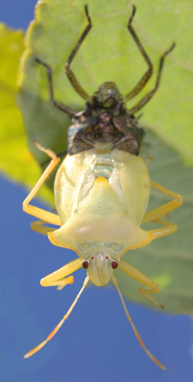 Download free HD stock image of Insect Bug Free Insect Bug photo and picture