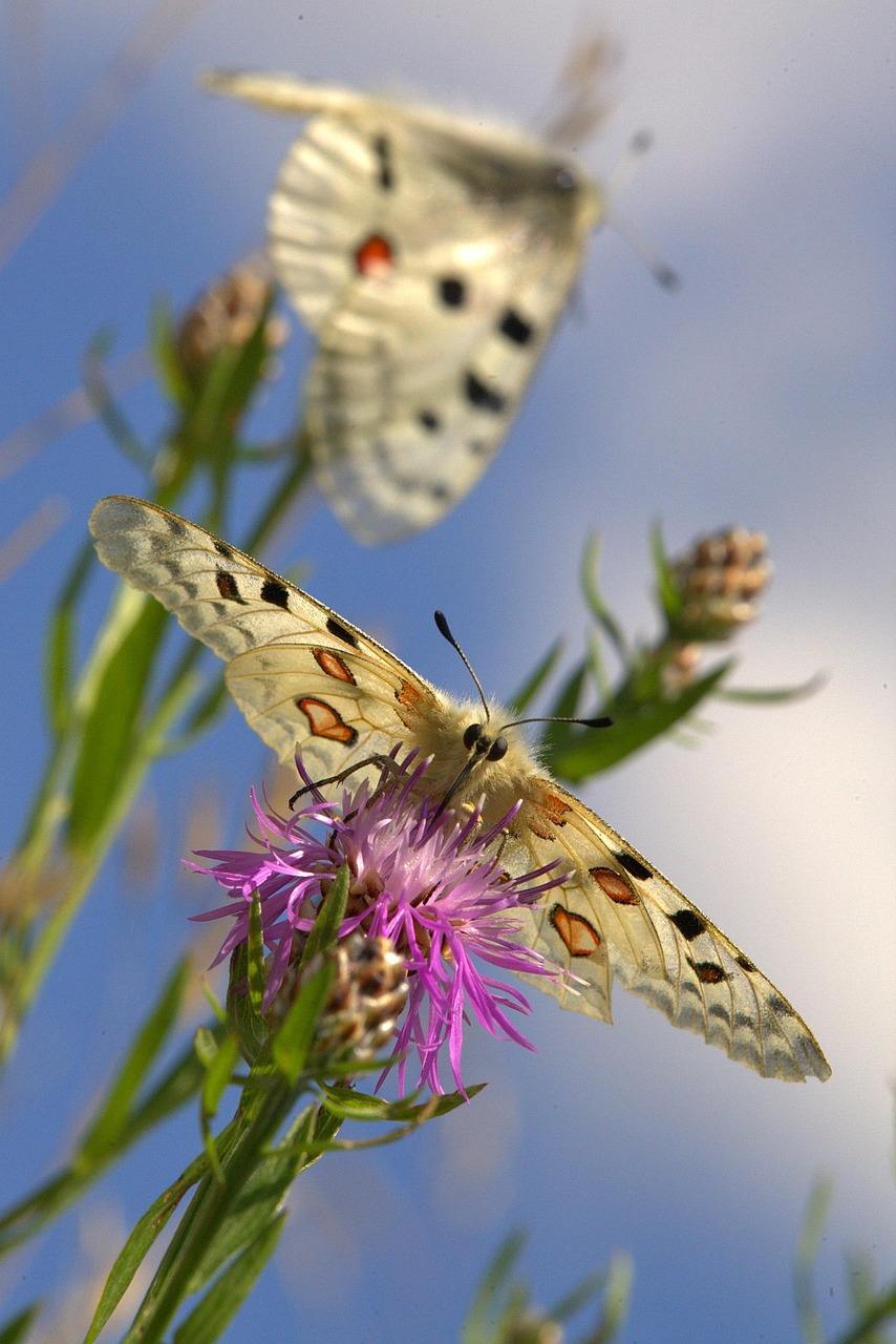 Insect Butterfly Rare - Free photo on Pixabay - Pixabay