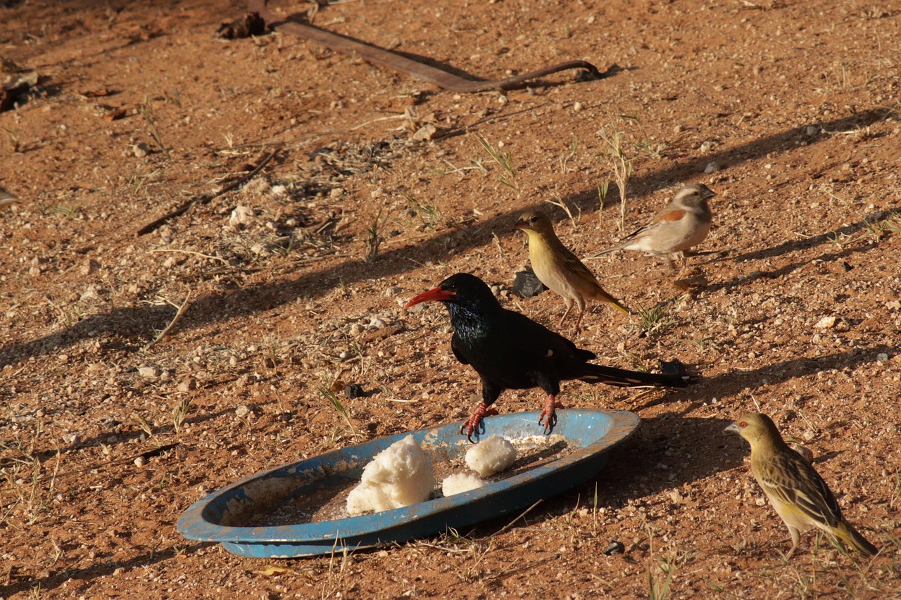 Bird Fly - Free photo on Pixabay - Pixabay
