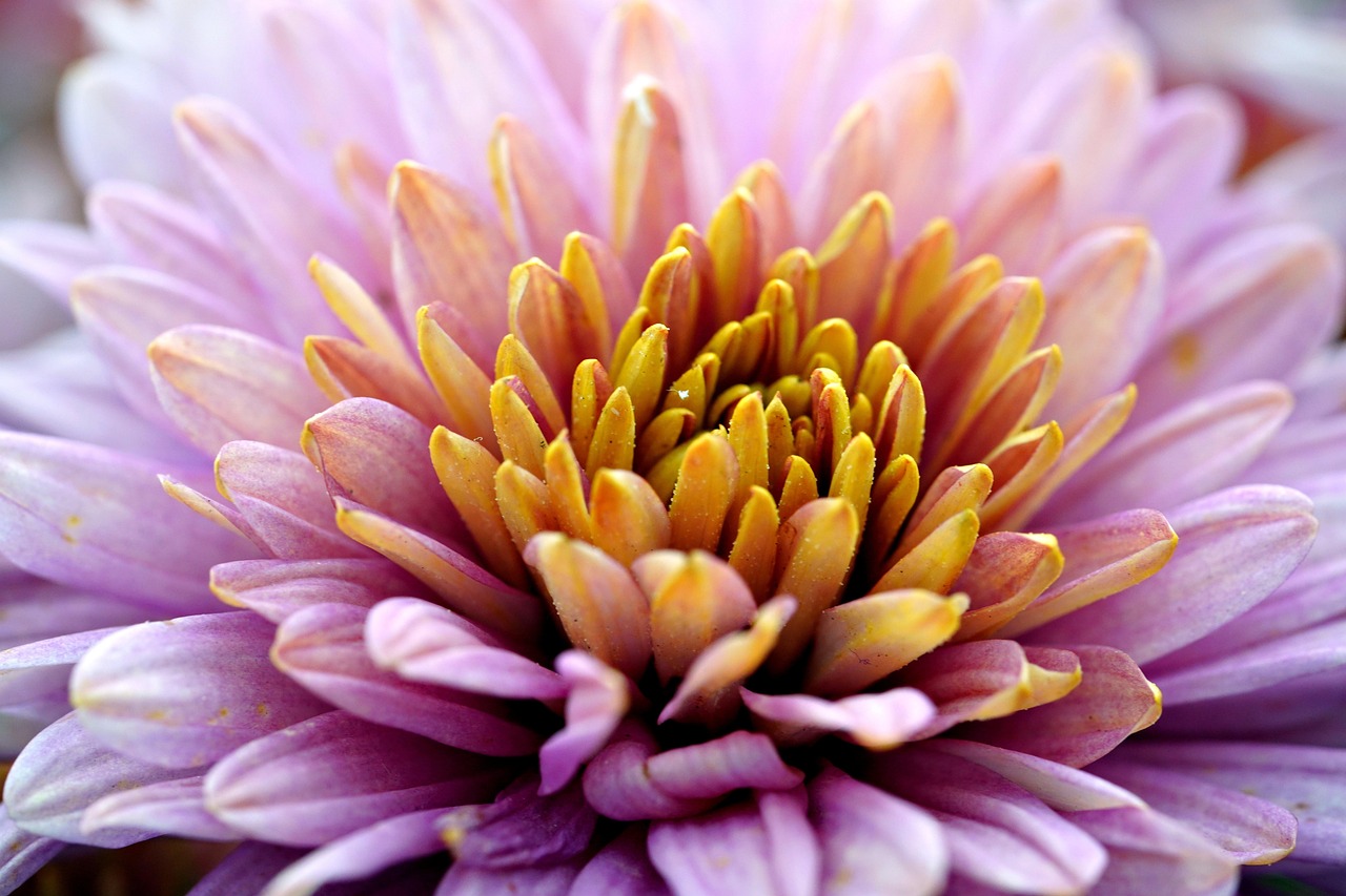 Flower - free online jigsaw puzzle photo