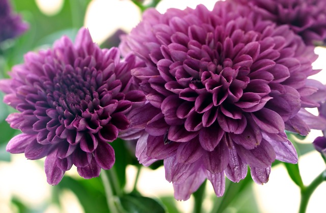 Free ai generated flower chrysanthemum illustration