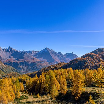 Herbst, Wald, Bäume, Alpen, Landschaft