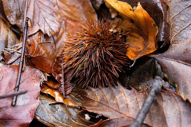 Free Italy Autumn photo and picture