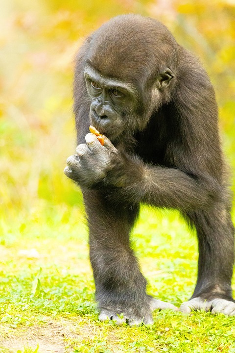 Gorilla Zuigeling Aap - Gratis foto op Pixabay - Pixabay