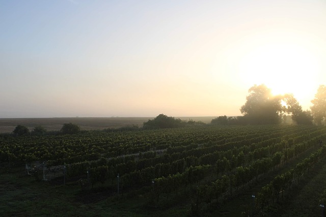 Free Grapes Vineyard photo and picture
