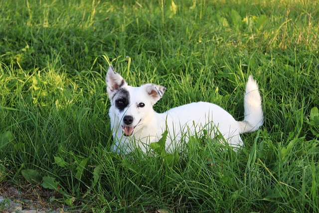 Free Dog Animal photo and picture