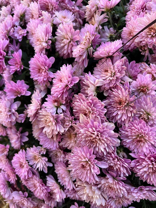 blumen-kostenloses-foto-auf-pixabay-pixabay