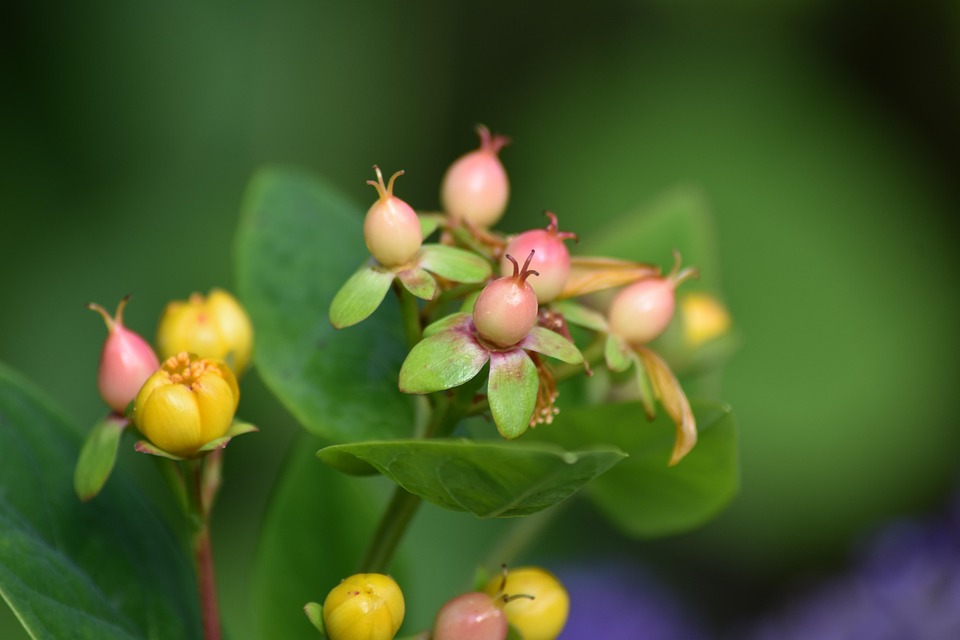 St John'S Wort Plant Flower - Free photo on Pixabay - Pixabay
