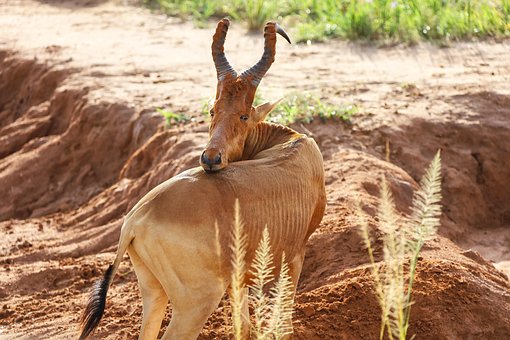 Jacksons Hartebeest, Tierwelt, Uganda
