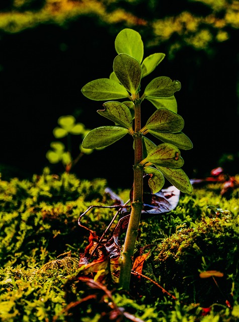Natur, Reisen, Verde, Pflanze, Wald