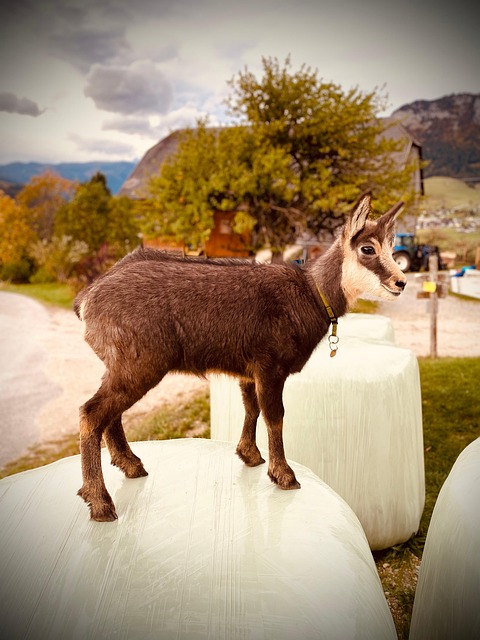 Free Chamois Nature photo and picture
