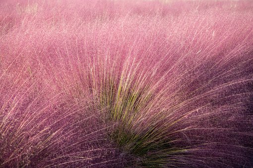 Roz Muhly, Muhly, Iarbă, Natura