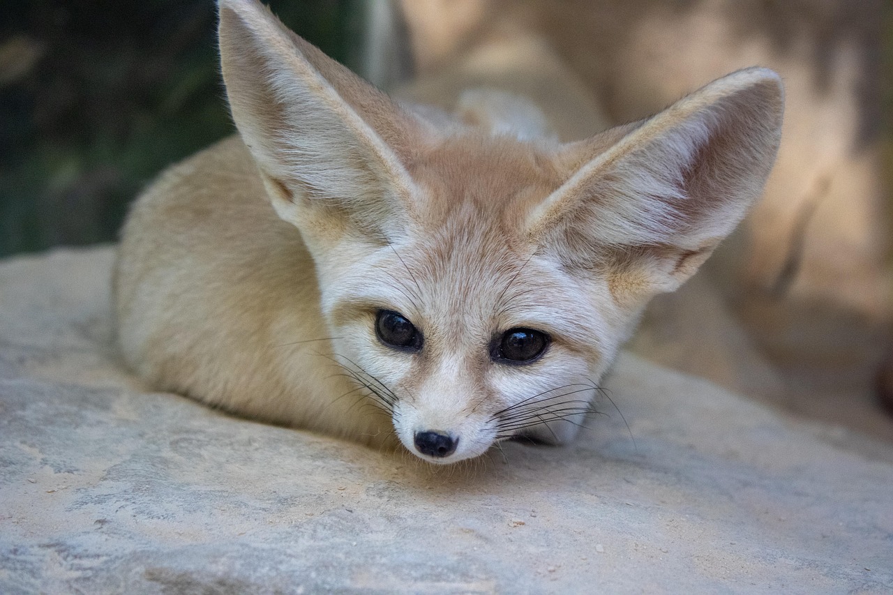 4 000 Free Fennec Foxes Fox Images Pixabay