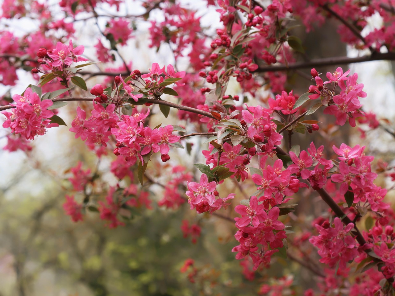 Flora - free online jigsaw puzzle photo