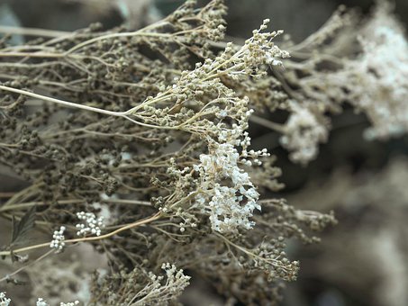 Meadowsweet, Flores, Plantas, Seco