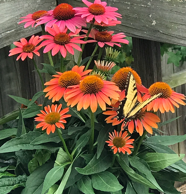 Kongeblomster, Blomster, Svalehale